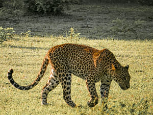 Yala National Park Private Safari