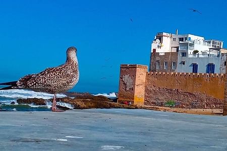 Essaouira Day Tour: Explore the Medina, Beaches, and Argan Oil Co-op