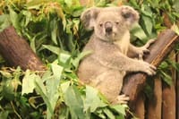 Private Day Tour to Chimelong Safari and Circus Show in Guangzhou 5