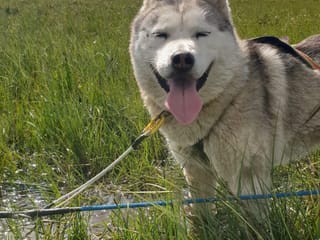 Siberian Husky dry land Dog sledding, photo 10
