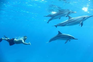 VIP Snorkeling and Dolphin Watching Tour in Hurghada