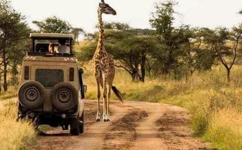 Three-Day Private Jeep Safari on Zanzibar Island