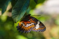 Mountain butterflies