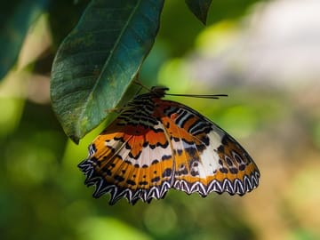 Mountain butterflies