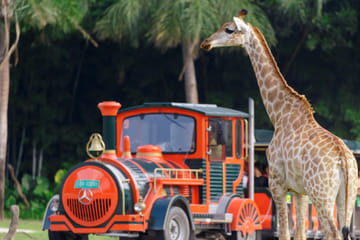 Wildlife Safari Experience at Guangzhou Chimelong Park