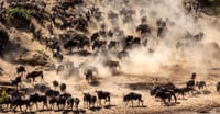 4 Days - Serengeti Fly In Safari 10