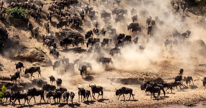 4 Days - Serengeti Fly In Safari 10