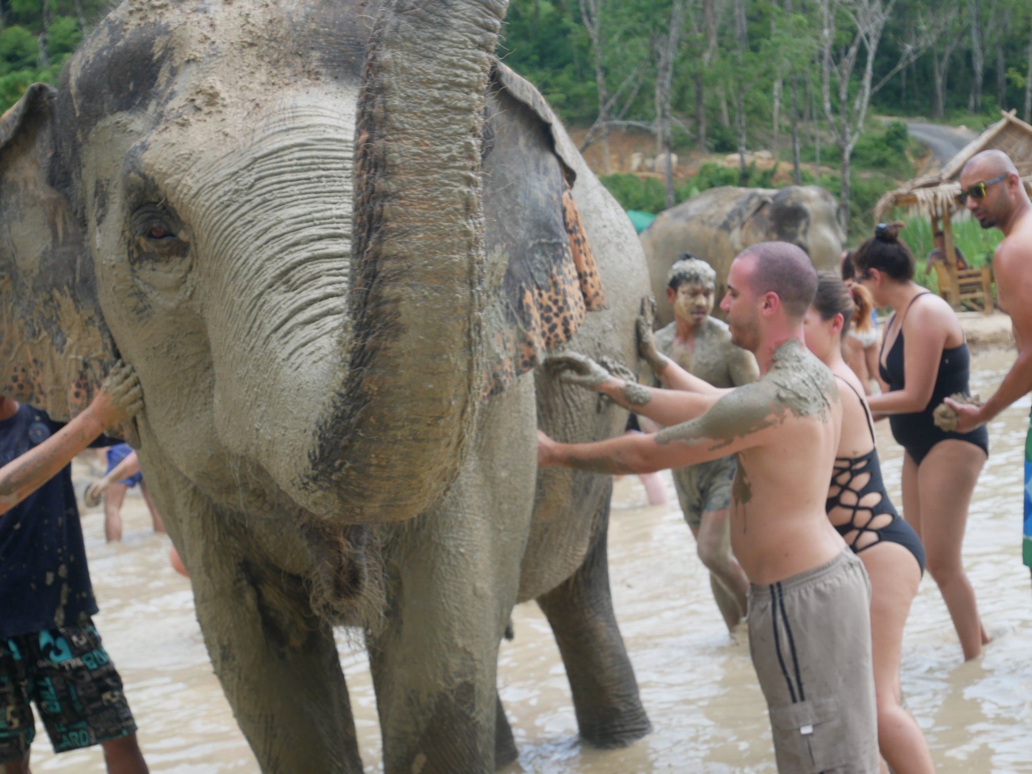 Koh Samui: Ethical Elephant Sanctuary Interactive Tour (EJS Samui)