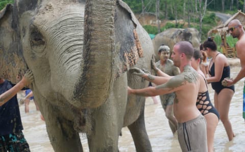 Chiang Mai: Ethical Elephant Sanctuary Interactive Tour