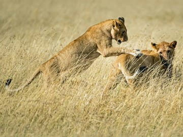 From Arusha: Full-Day Trip to Tarangire National Park