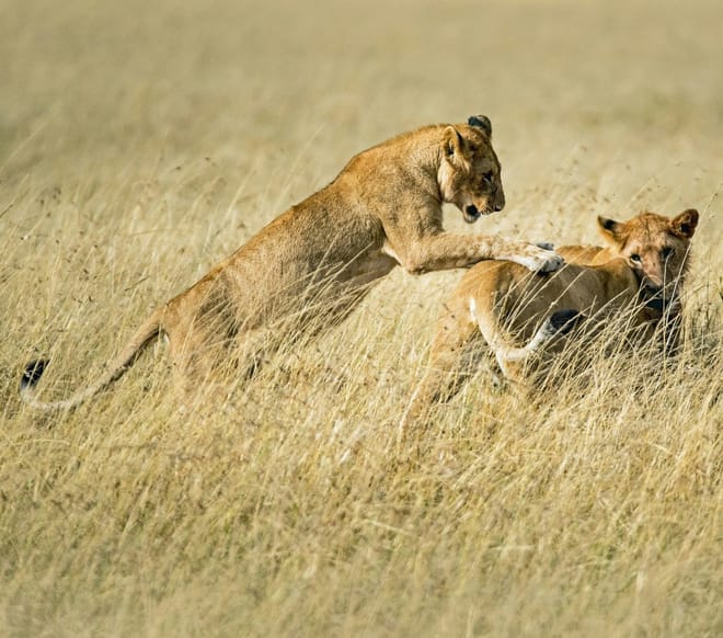 From Arusha: Full-Day Trip to Tarangire National Park 2