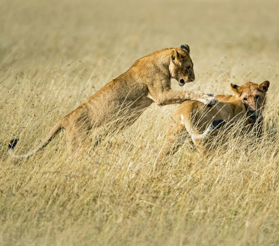 From Arusha: Full-Day Trip to Tarangire National Park 2