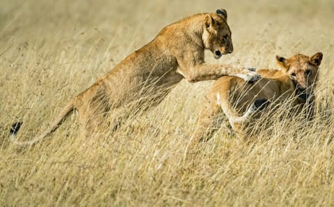 From Arusha: Full-Day Trip to Tarangire National Park