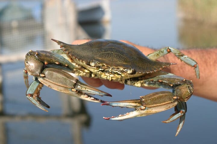 Dalyan's Famous Blue Crab