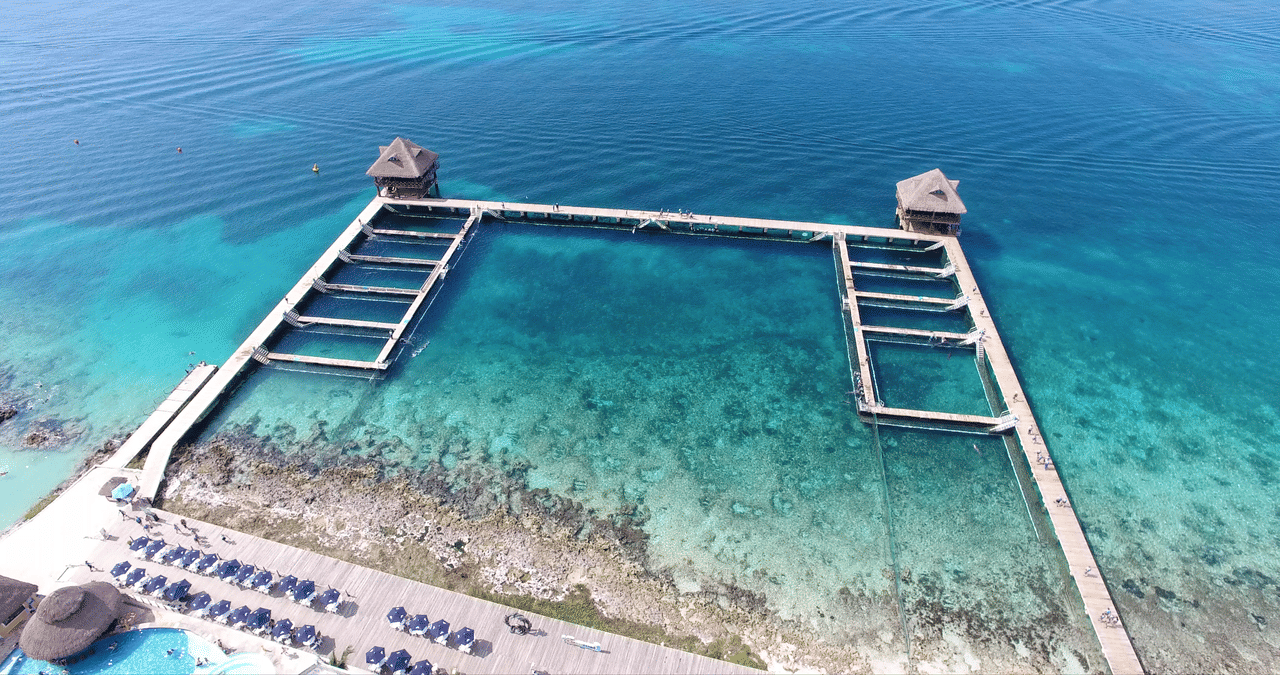 Cozumel: Dolphin Connection 4