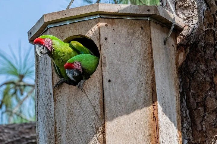 Private Macaw Birdwatching at Guacamayas Reserve with Biologist