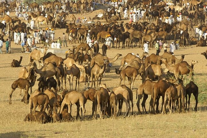 Camel Fair in Pushkar on November Month