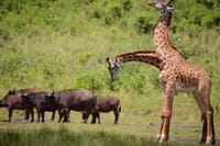 Lake manyara