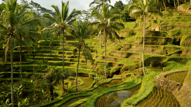 Ubud Scenic Tour with Jungle Swing 6