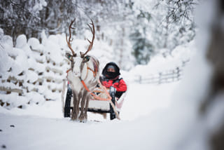 (Spanish) Husky and Reindeer Experience