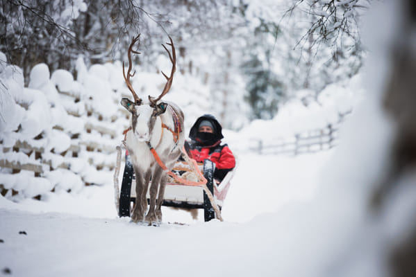 (Spanish) Husky and Reindeer Experience