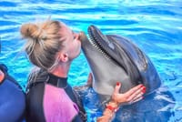 Premium 5 Minutes Dolphin Swimming Experience - Hurghada 6