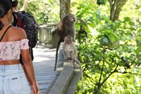 walk through the sacred monkey forest