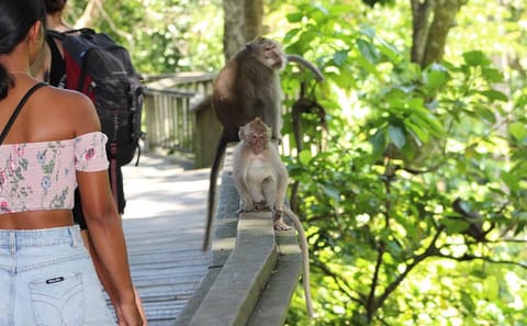 Private Ubud Tour: Giant Swing, Monkey Forest, Waterfalls