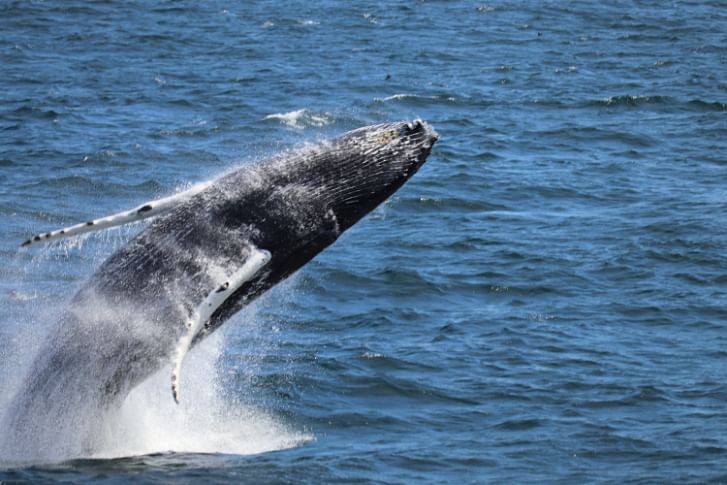 Unforgettable Whale Watching Adventure in Reykjavik's Faxaflói Bay