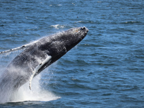Best Value Whale Watching tour from Reykjavik