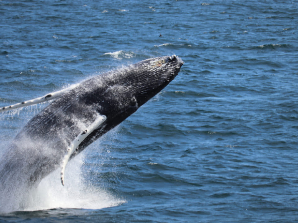 Best Value Whale Watching tour from Reykjavik — Reykjavik Sailors