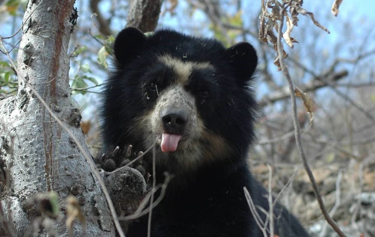 Chi-03 : Chaparri Ecological Reserve Escapade