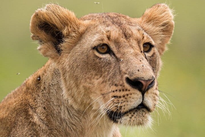 Nairobi Airport Layover Tour with National Park & Giraffe Centre