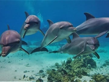 Snorkeling and Dolphin House Tour from Hurghada, Egypt