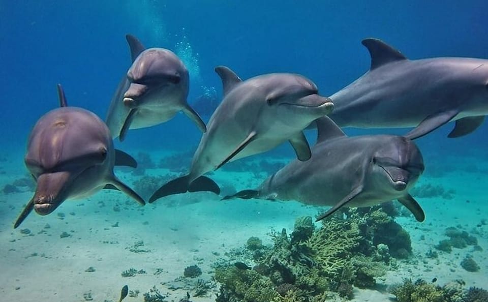 Snorkeling and Dolphin House Tour from Hurghada, Egypt