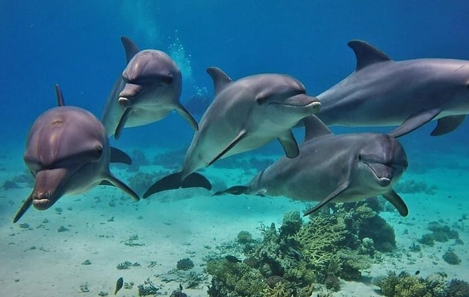 Snorkeling and Dolphin House Tour from Hurghada, Egypt