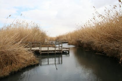 Private Shaumari Wildlife Experience and Overnight at Azraq Wetland Reserve.