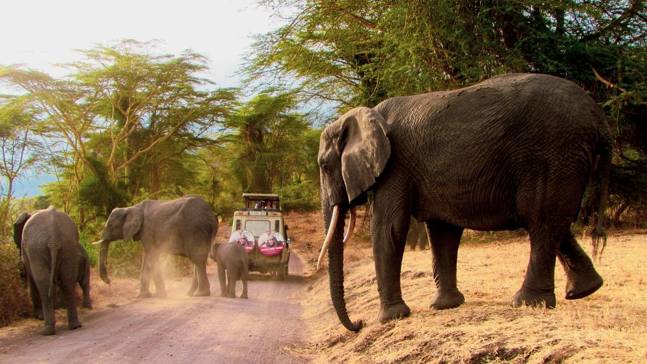 Elephants crossing road