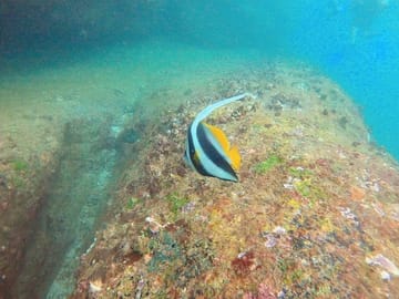 Small Group Snorkeling Tour at Hikkaduwa Coral Reef