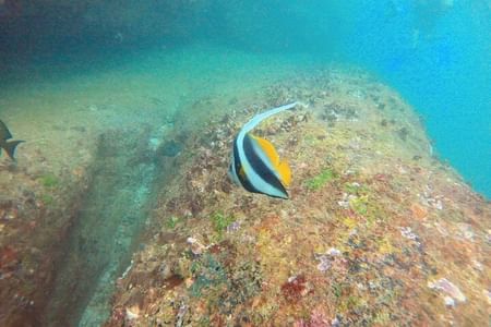 Small Group Snorkeling in Hikkaduwa