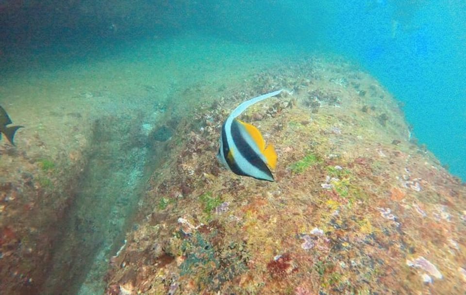 Small Group Snorkeling in Hikkaduwa