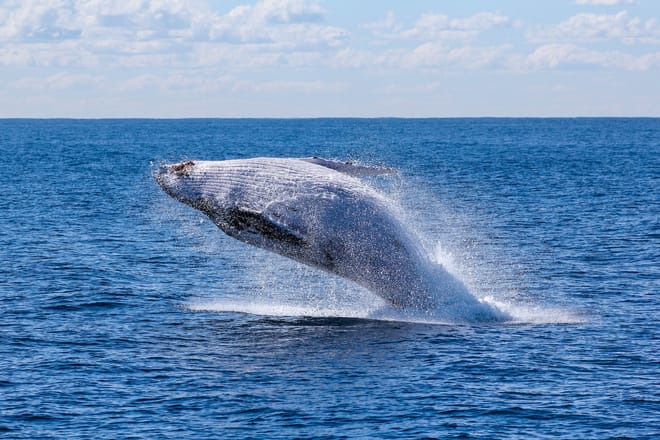 Whale Route 4