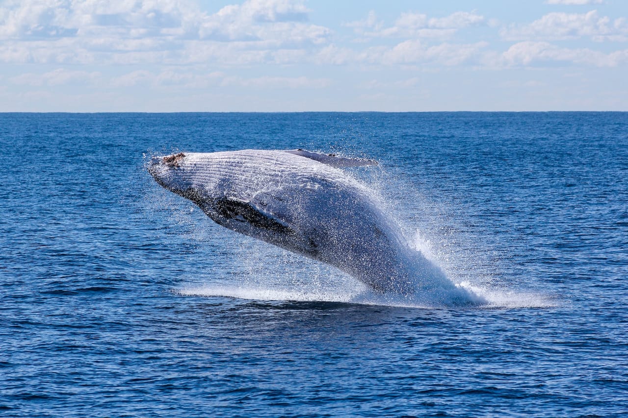 Whale Route 4