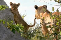 lioness and cub