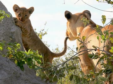 lioness and cub