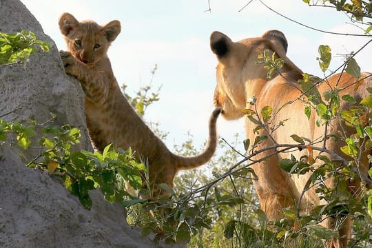 Exclusive full day Chobe game drive safari