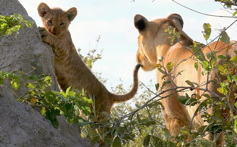 Full-Day Chobe Game Drive Safari from Victoria Falls