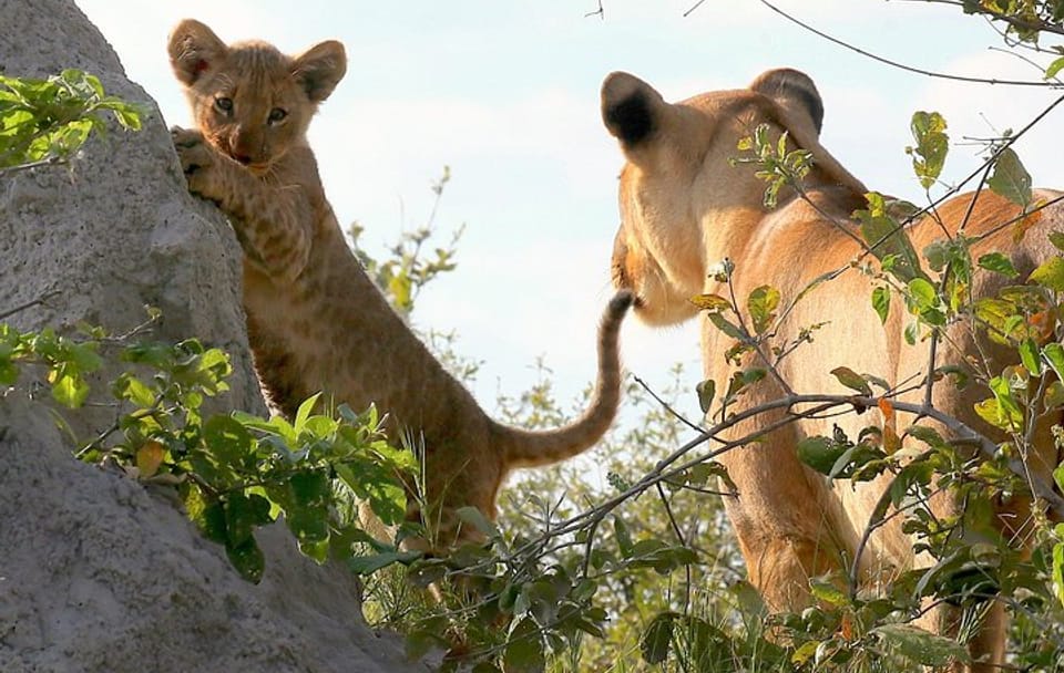 Full-Day Chobe Game Drive Safari from Victoria Falls
