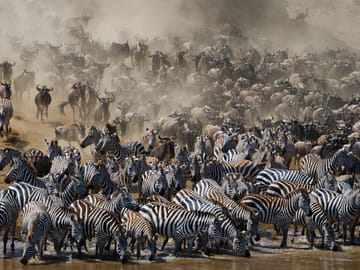 6 Day Serengeti Migration special Fly – in, Fly – out safari