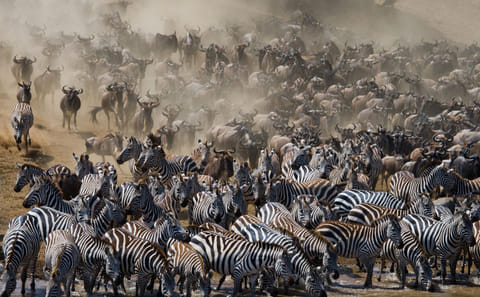 6 Day Serengeti Migration special Fly – in, Fly – out safari